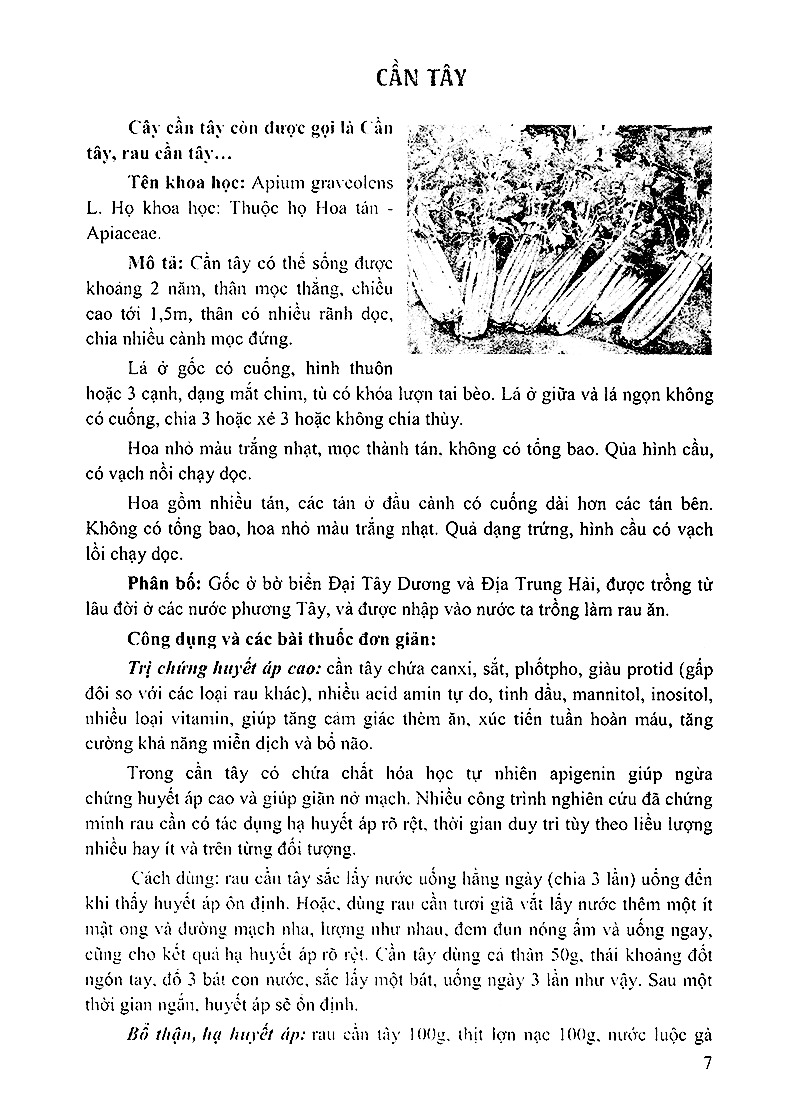 bách khoa những cây thuốc và vị thuốc việt nam - Ảnh 4