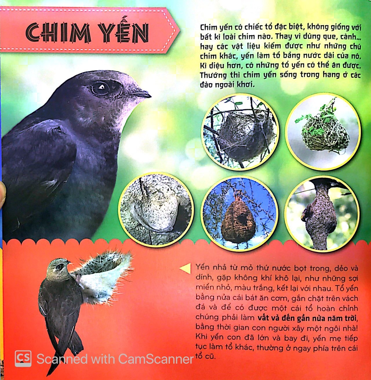 Bí Ẩn Thế Giới Loài Vật - Chim (Tái Bản 2025) - Ảnh 9