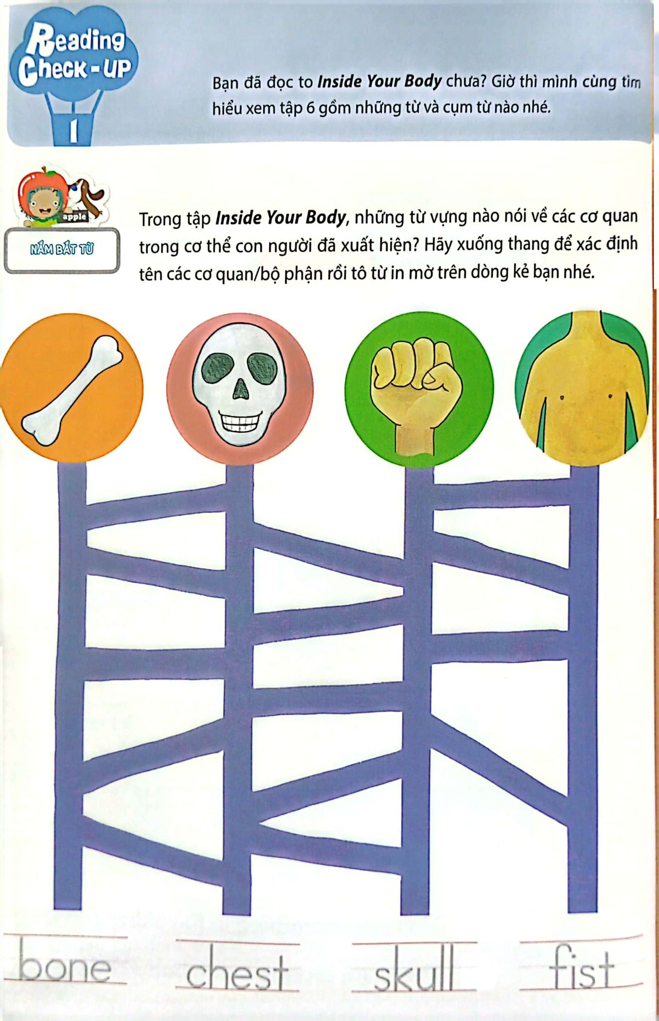 bộ all story - inside your body - bên trong cơ thể bạn - trình độ 2 (tập 6) - Ảnh 6