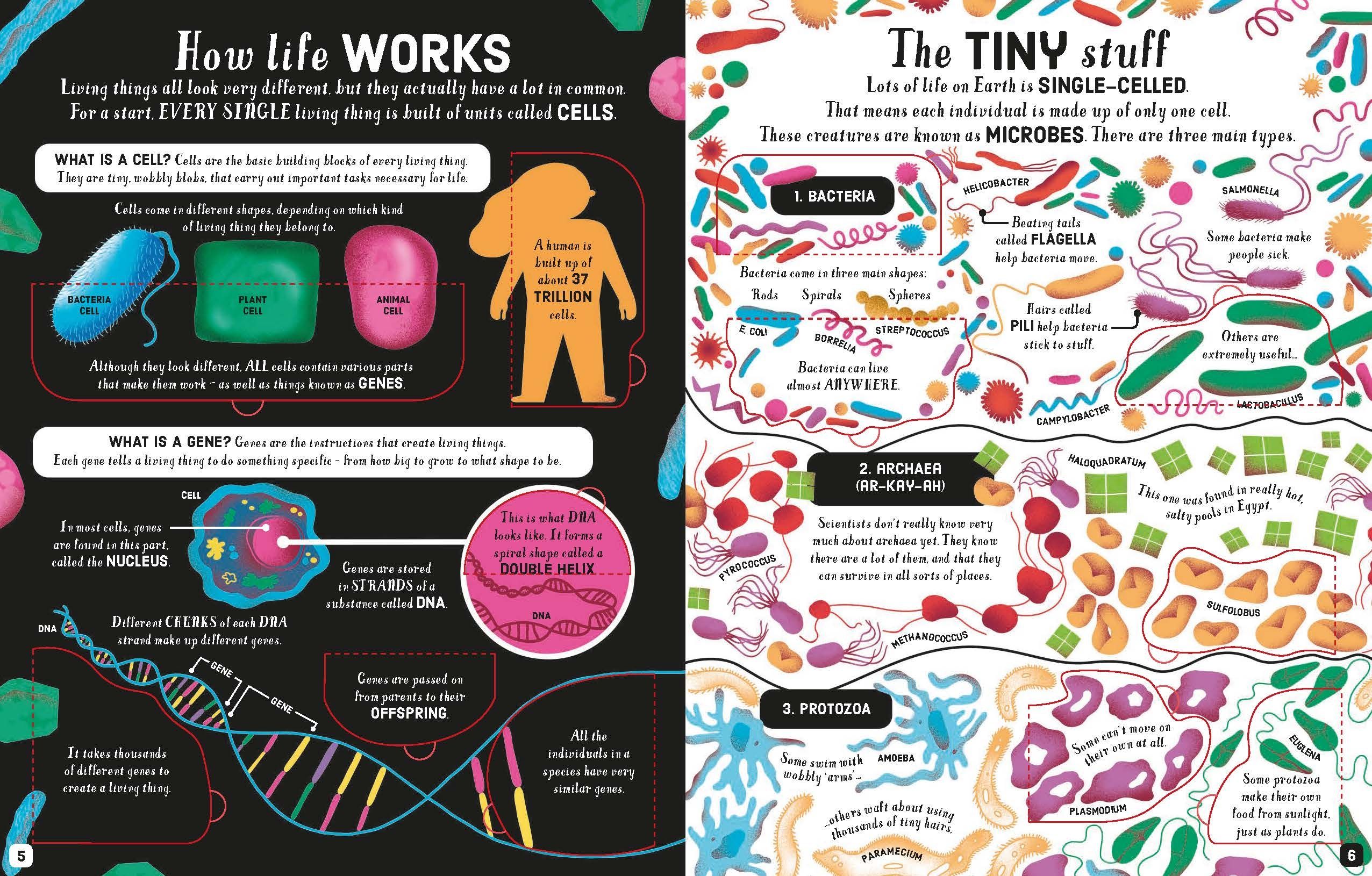 lift-the-flap biology - Ảnh 5