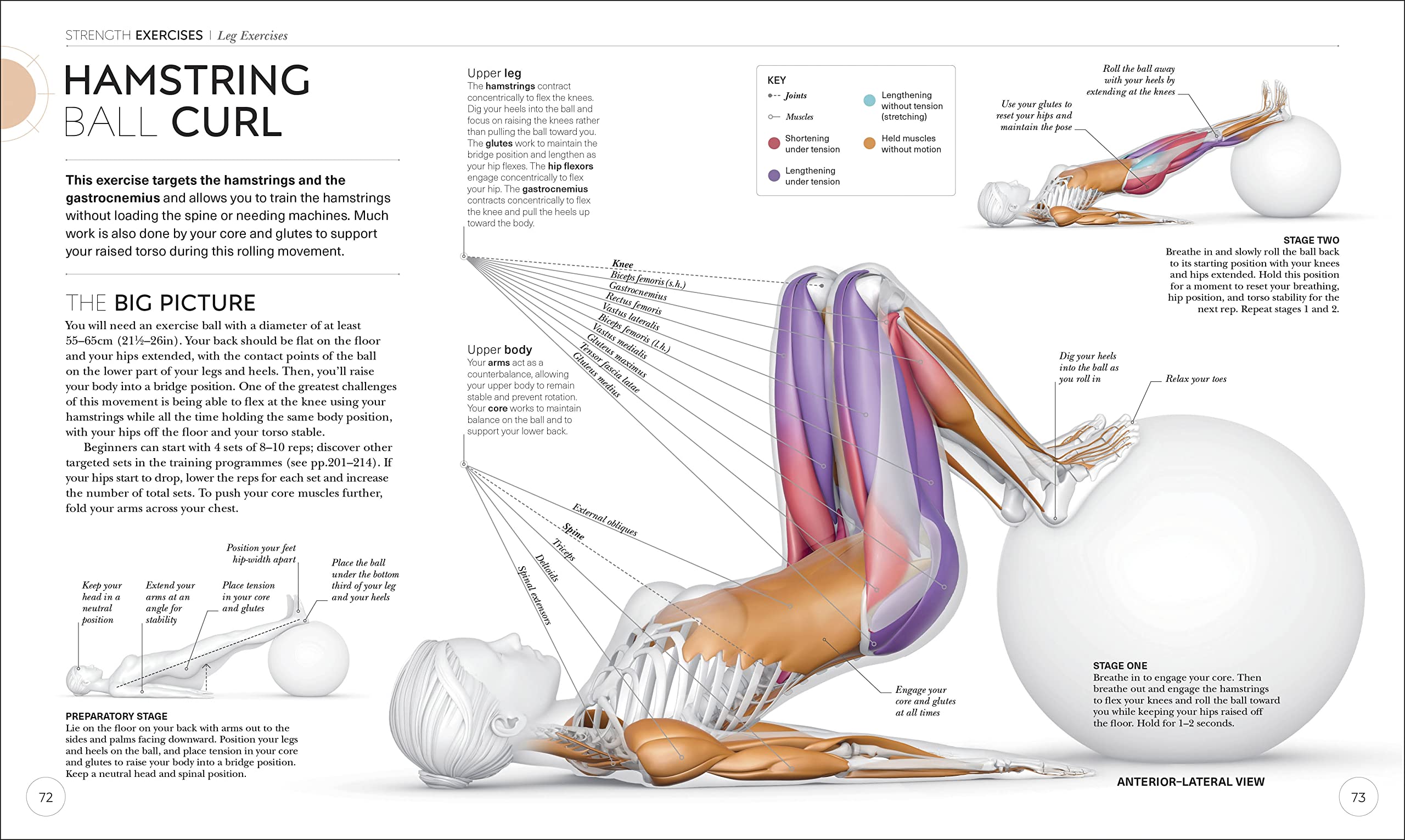 science of strength training: understand the anatomy and physiology to transform your body - Ảnh 5