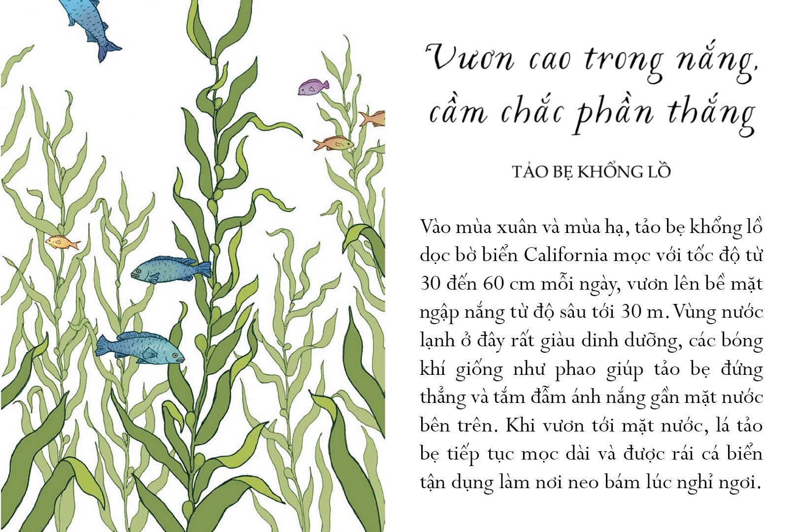 sống một đời tựa biển khơi - những bài học trí tuệ nhẹ nhàng sâu lắng của đại dương - Ảnh 7