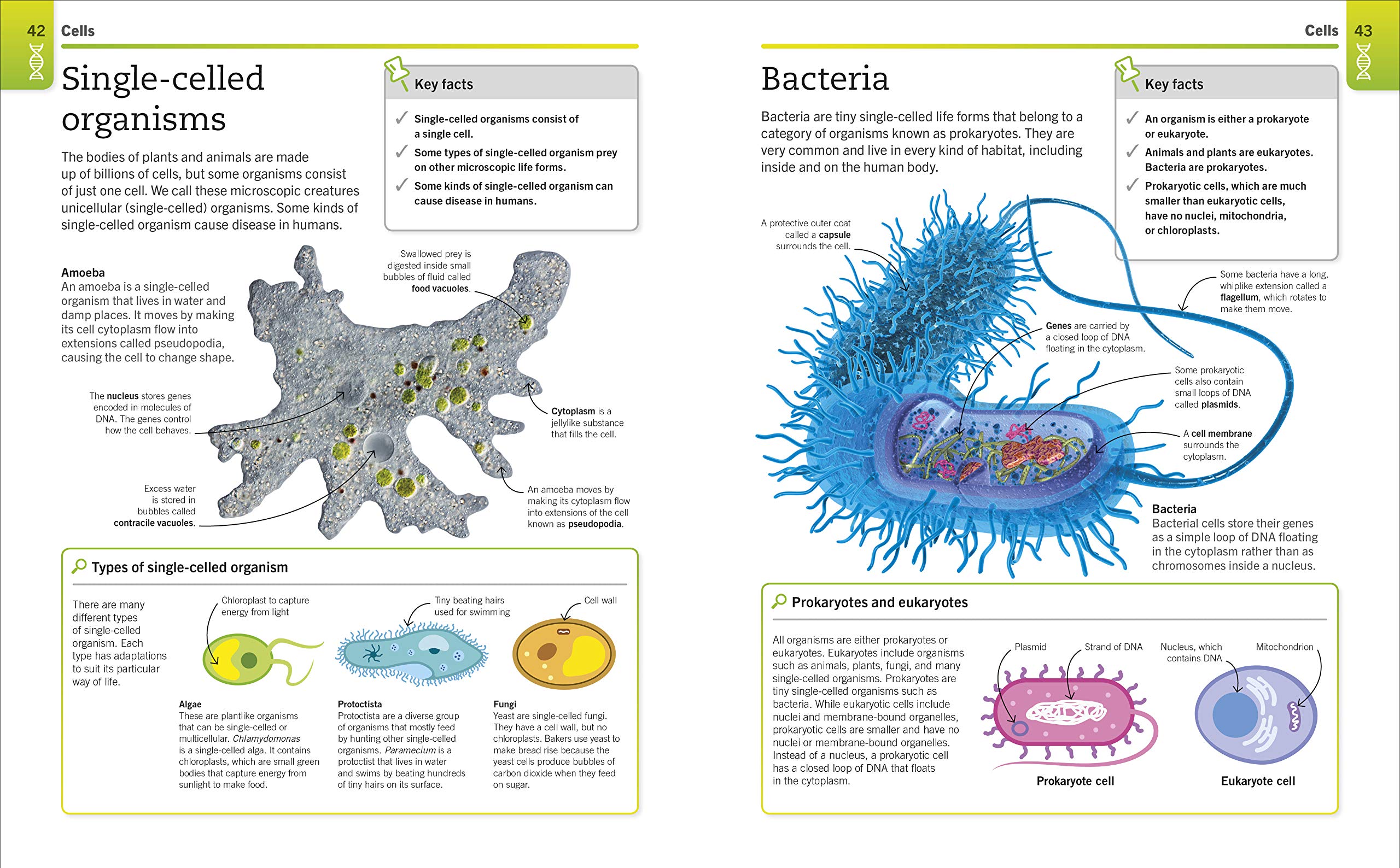 super simple biology: the ultimate bitesize study guide - Ảnh 5