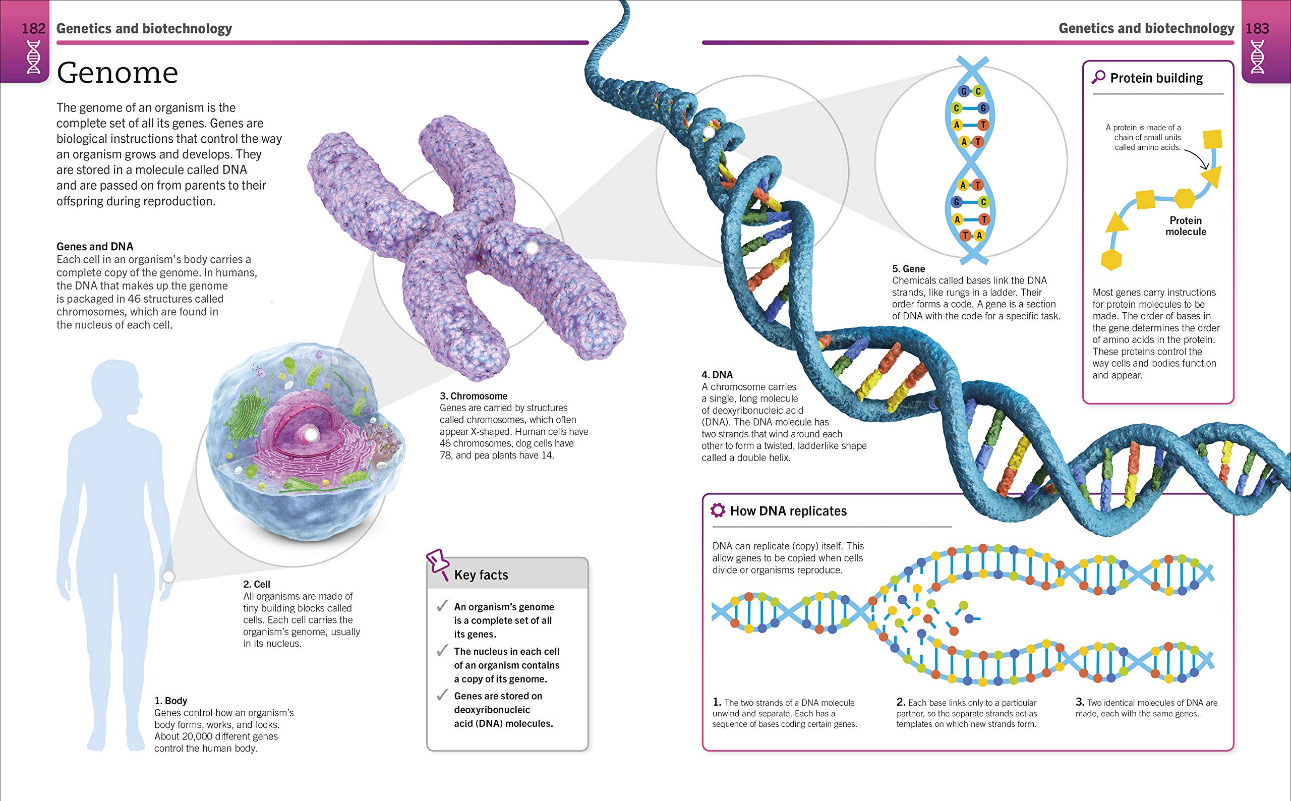 super simple biology: the ultimate bitesize study guide - Ảnh 9