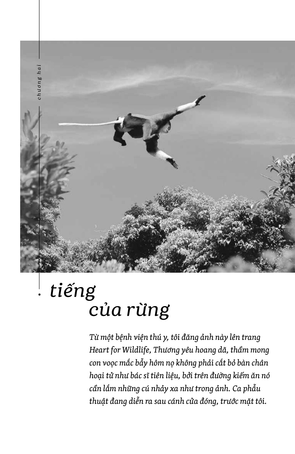 Tiếng Của Rừng - Ảnh 3