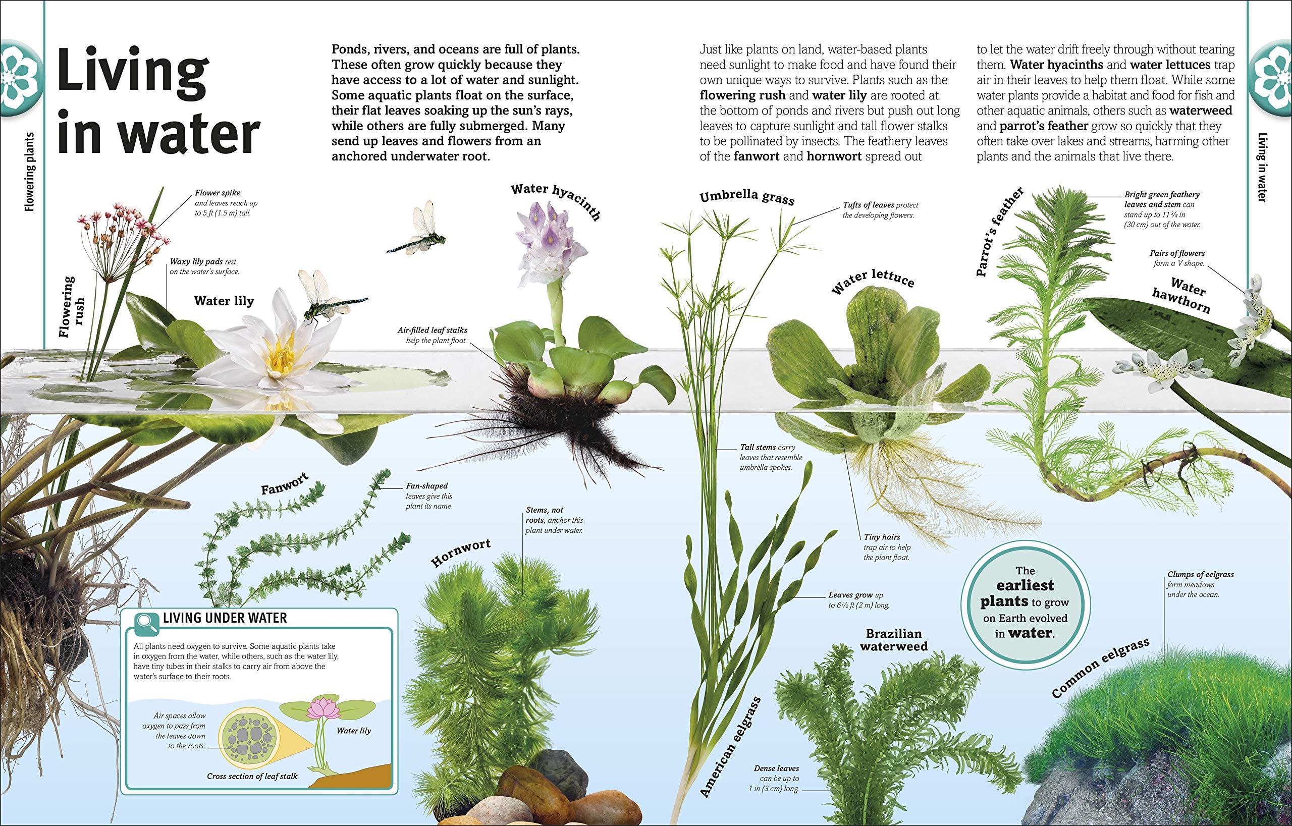 Trees, Leaves, Flowers And Seeds: A Visual Encyclopedia Of The Plant Kingdom - Ảnh 9