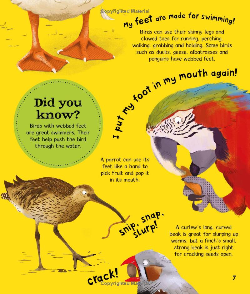 wow! birds - Ảnh 9
