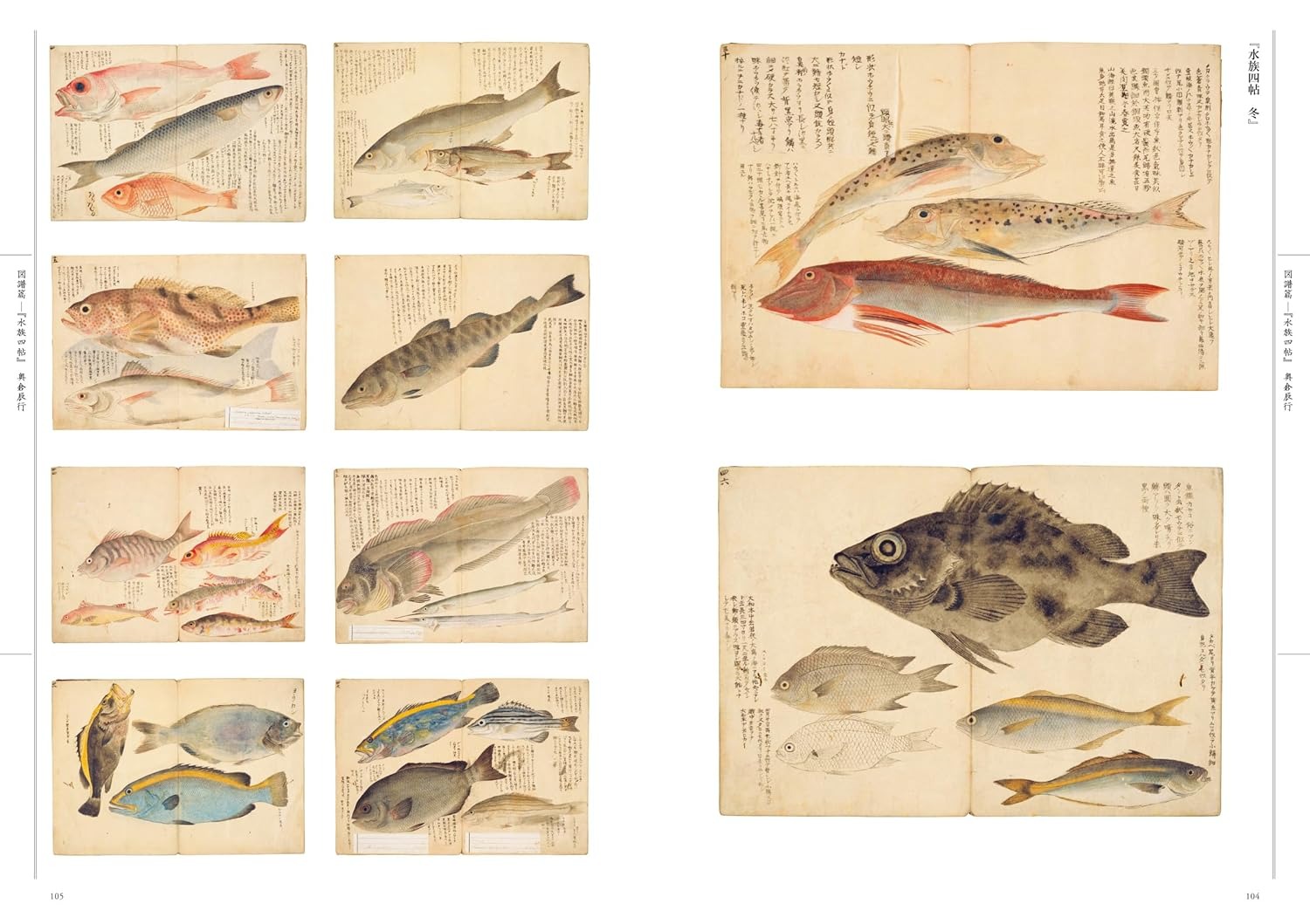 江戸の図譜 魚 - Edo No Zufu Sakana - Ảnh 7